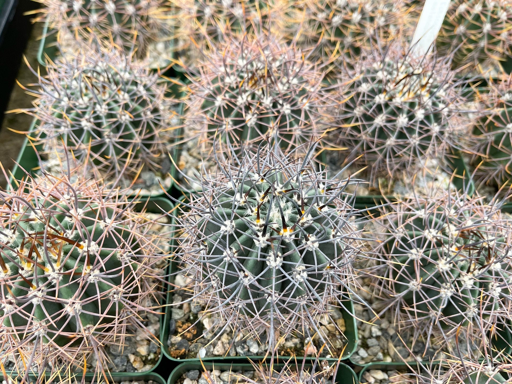 3.5”Echinopsis Melanopotamica | Live Plant | Live Cactus