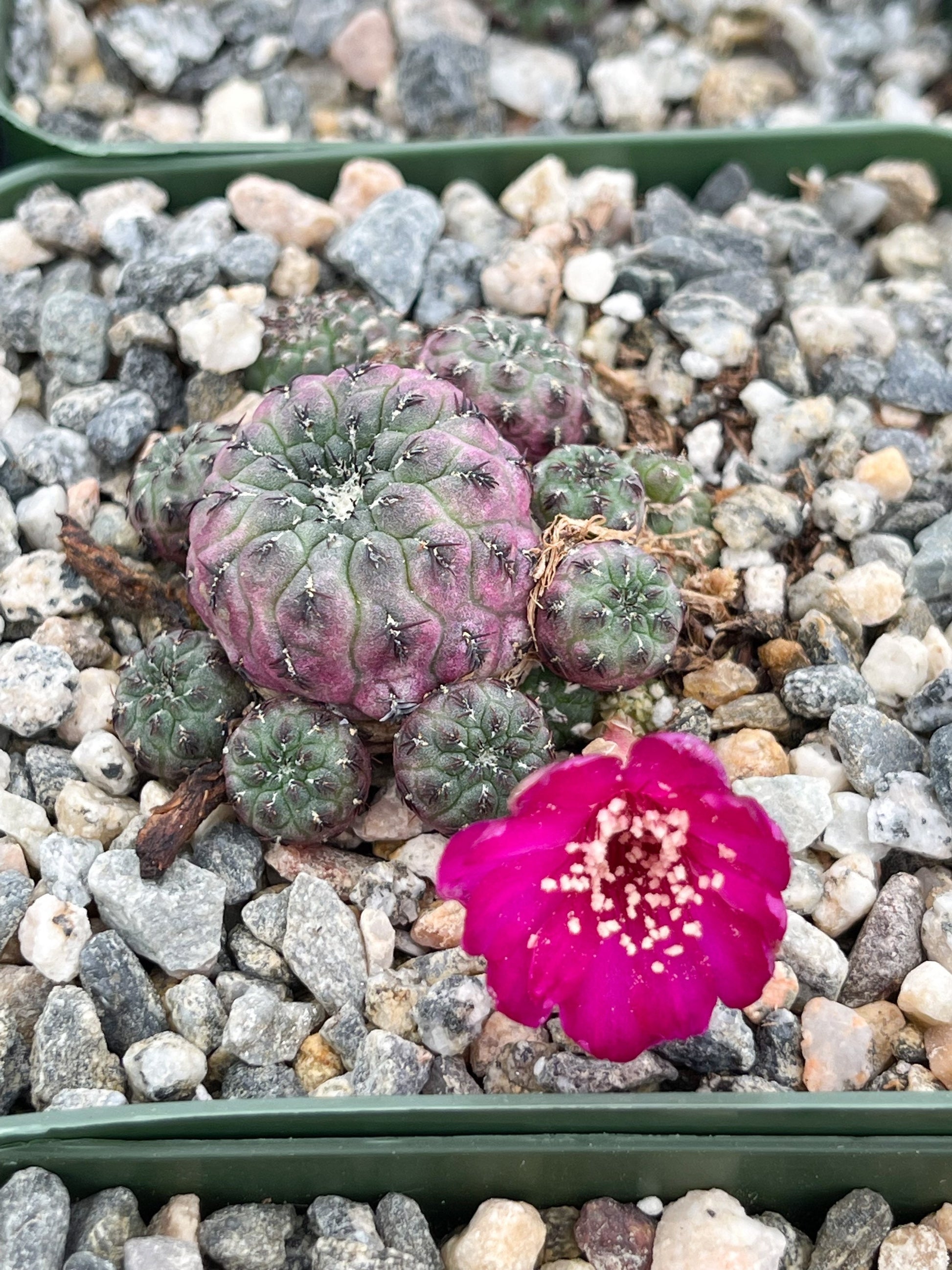 Sulcorebutia rauschii violaceidermis cactus | Live Cactus | Rare Cactus