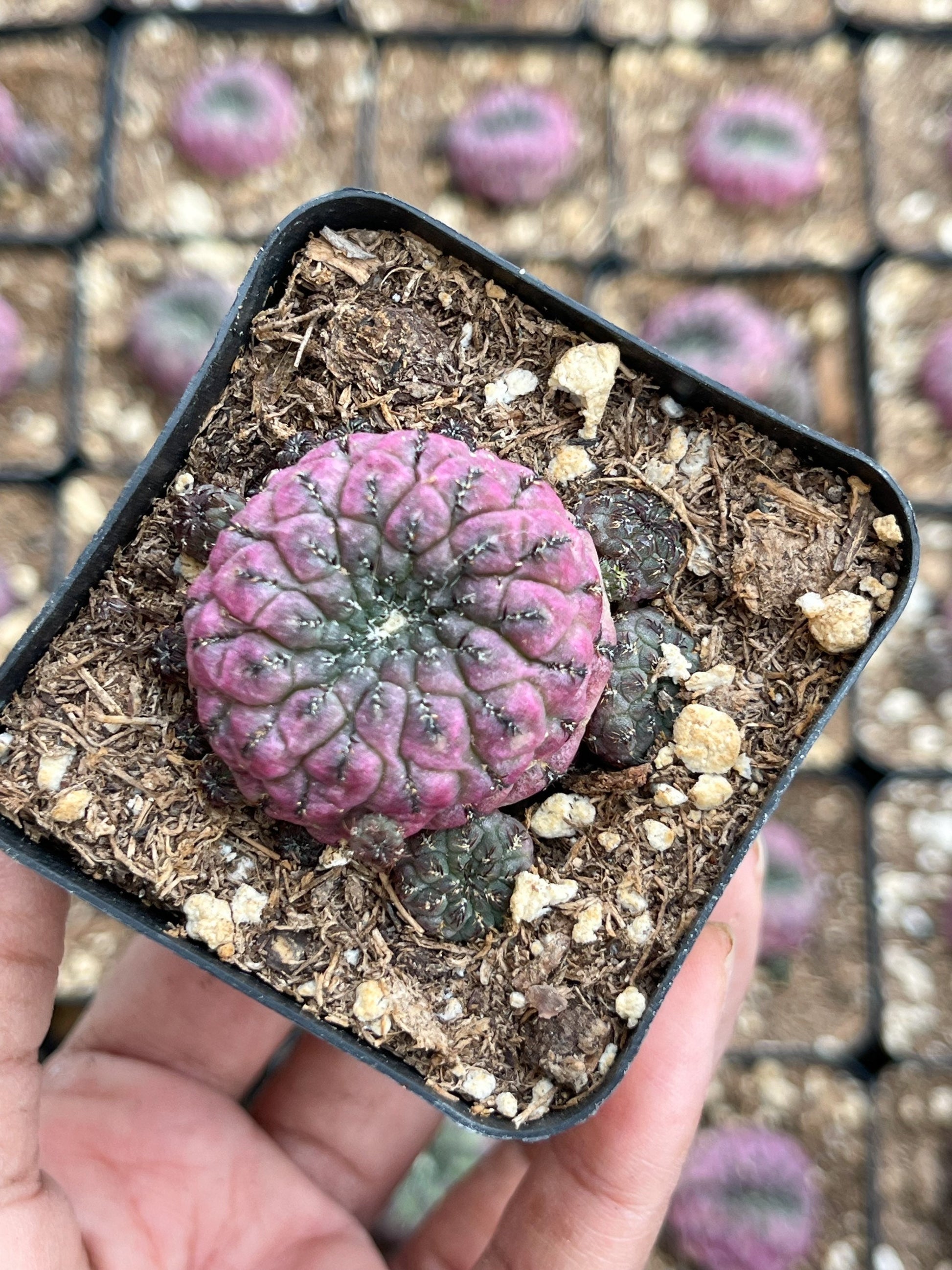 Sulcorebutia rauschii violaceidermis cactus | Live Cactus | Rare Cactus