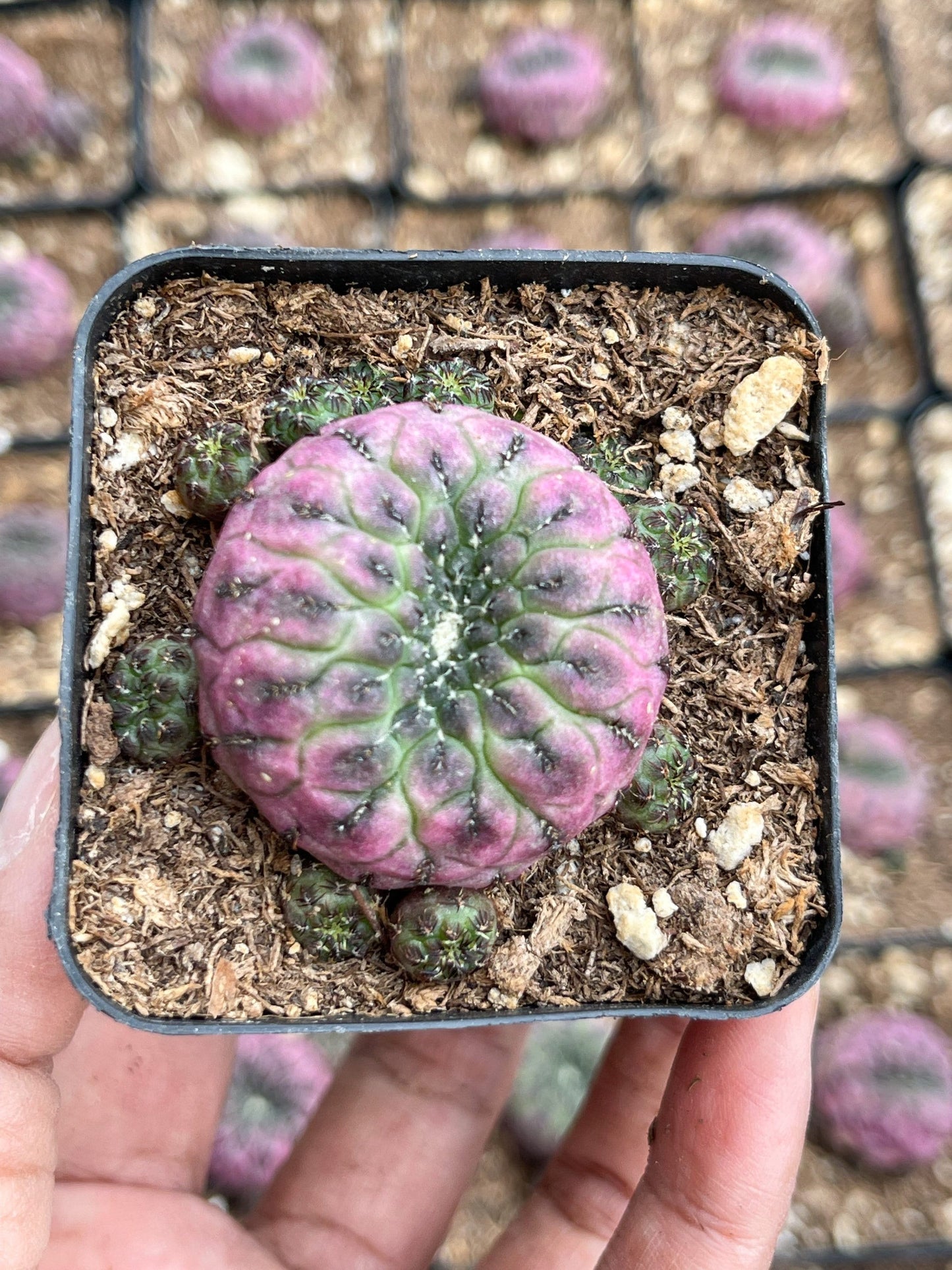 Sulcorebutia rauschii violaceidermis cactus | Live Cactus | Rare Cactus