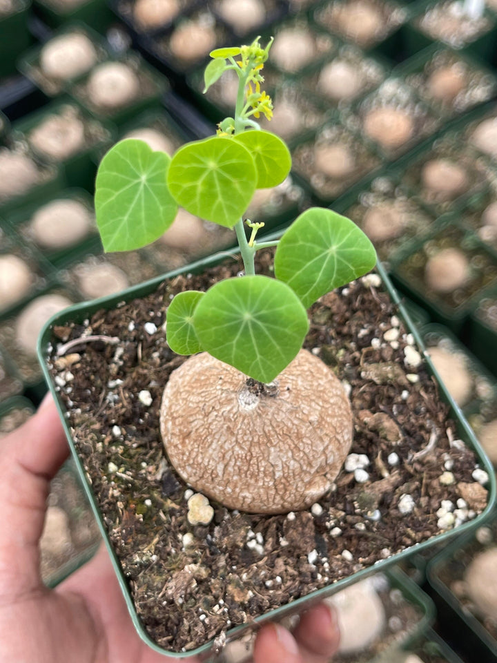 charlotte's web money plant Stephania Erecta | Charlotte's Web Thailand Money Plant