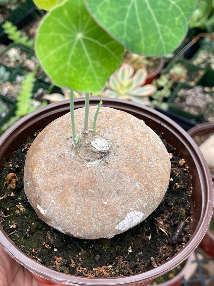 thailand money plant Stephania Erecta | Charlotte's Web Thailand Money Plant