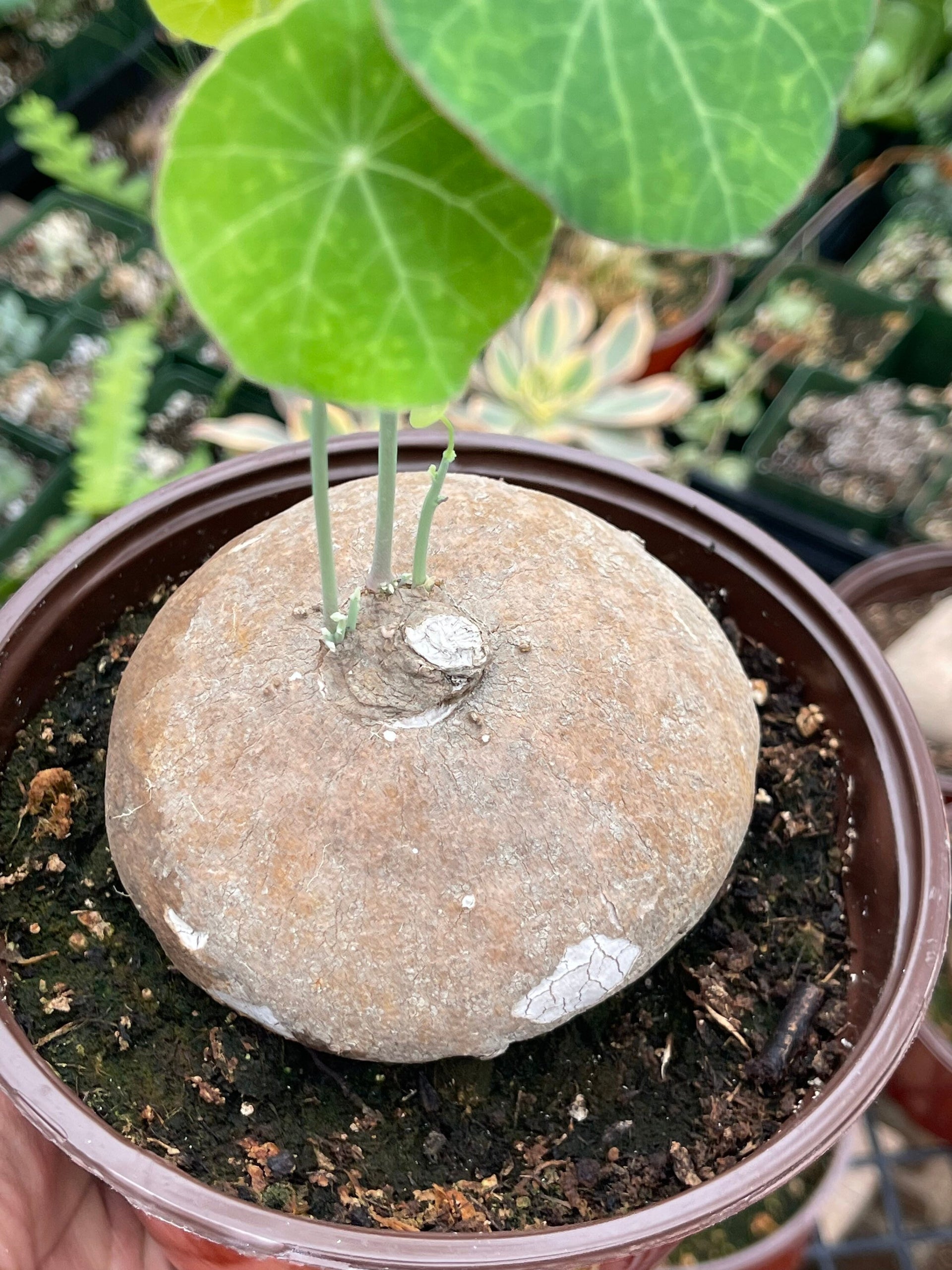 charlotte's web money plant Stephania Erecta | Charlotte's Web Thailand Money Plant