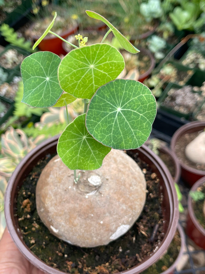 thailand money plant Stephania Erecta | Charlotte's Web Thailand Money Plant