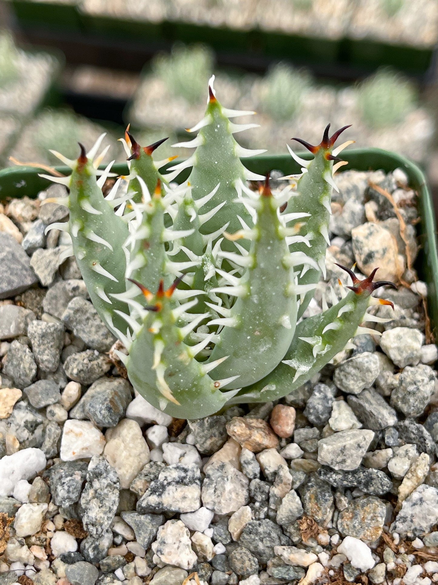 Aloe Erinacea | Live Aloe | Live Plant