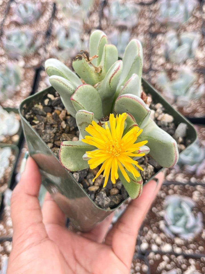 Conophytum Bilobum Clusters | Heart Shape Succulent | Live Plant