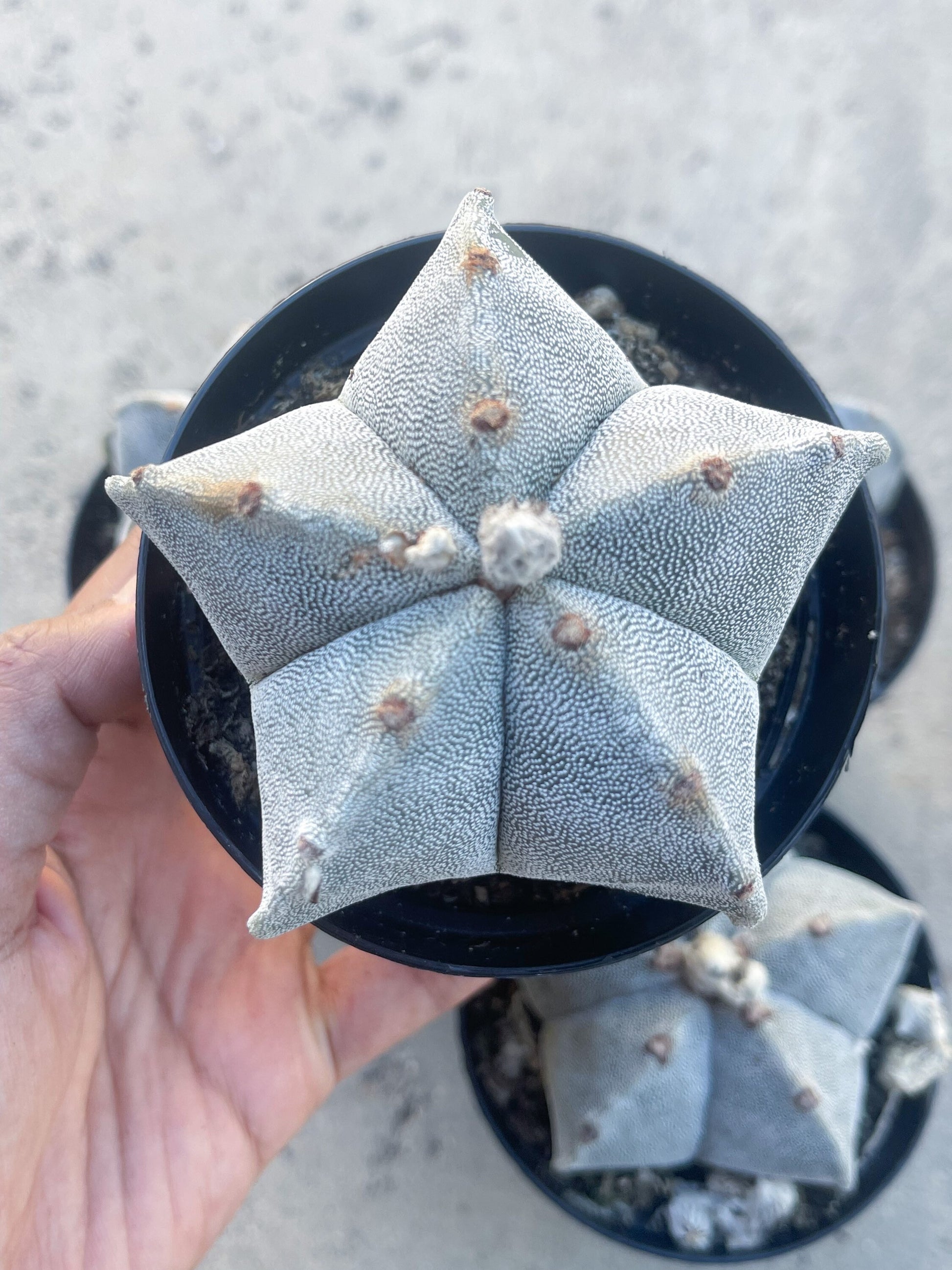 May include: A close-up of a star-shaped cactus with a light gray and white color. The cactus is in a black pot and has a textured surface.