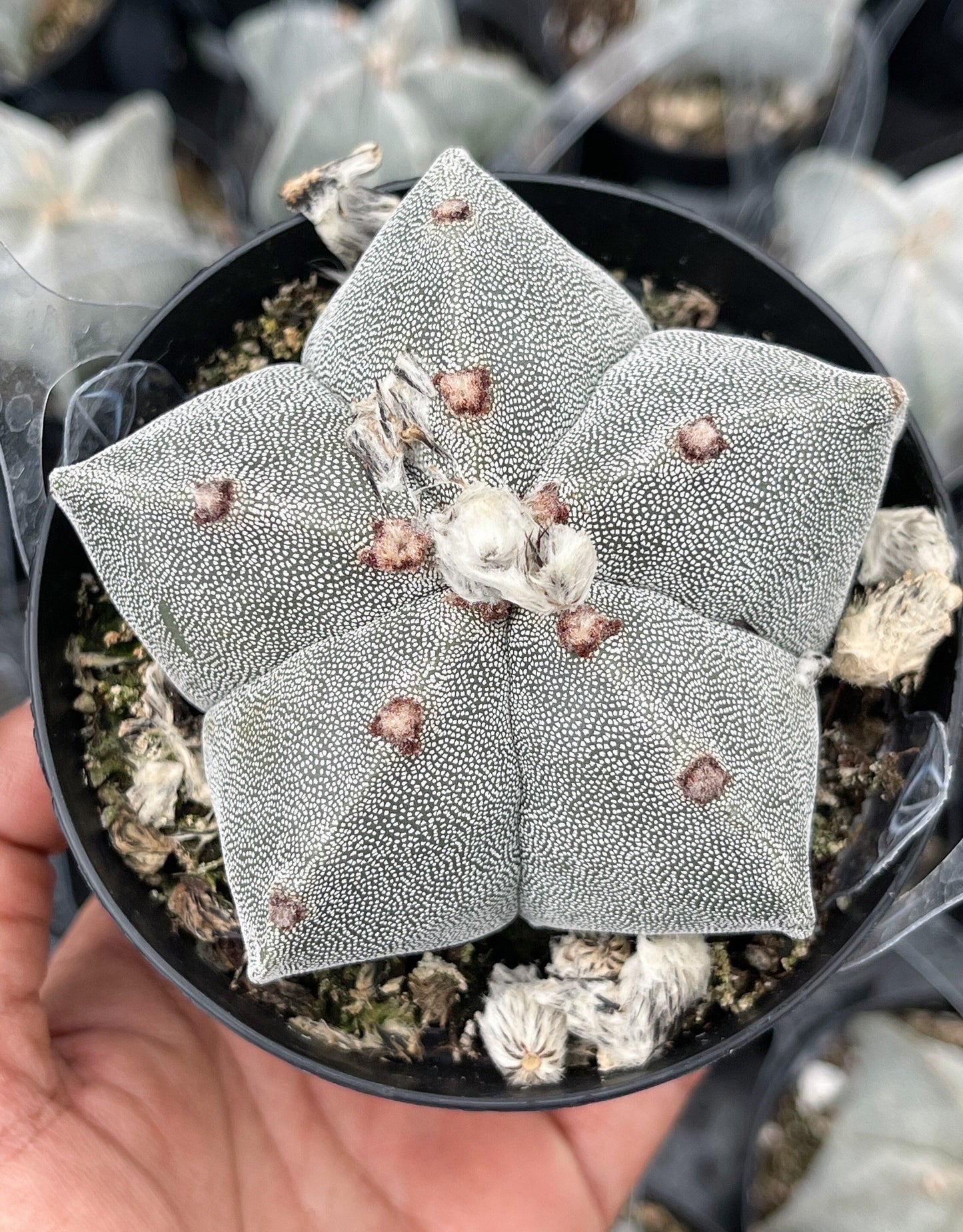 May include: A star-shaped cactus with a light green and white color. The cactus has a textured surface with small white dots and brown spots. The cactus is in a black pot.