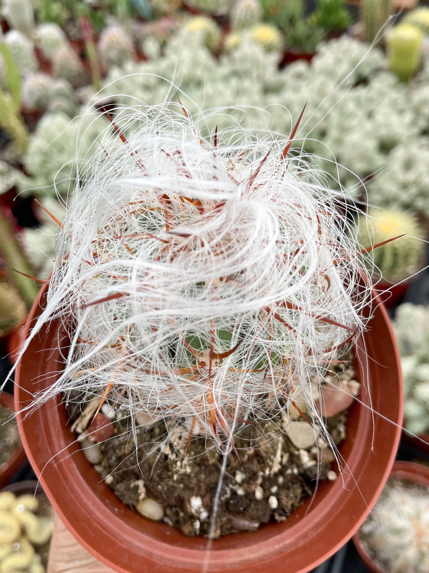 Oreocereus Trollii | Old Man Cactus | Live Cactus