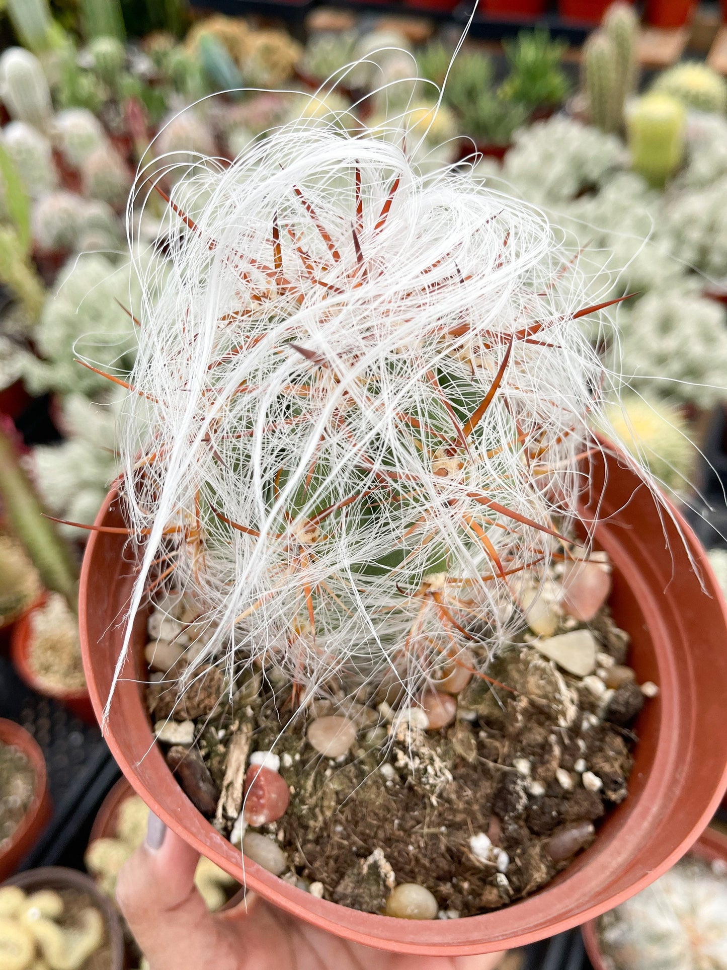 Oreocereus Trollii | Old Man Cactus | Live Cactus