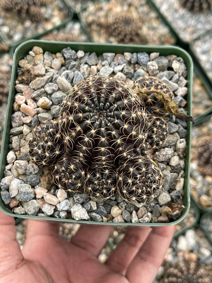 3.5”Lobivia Arachnacantha Cluters | Black Cactus | Live Cactus