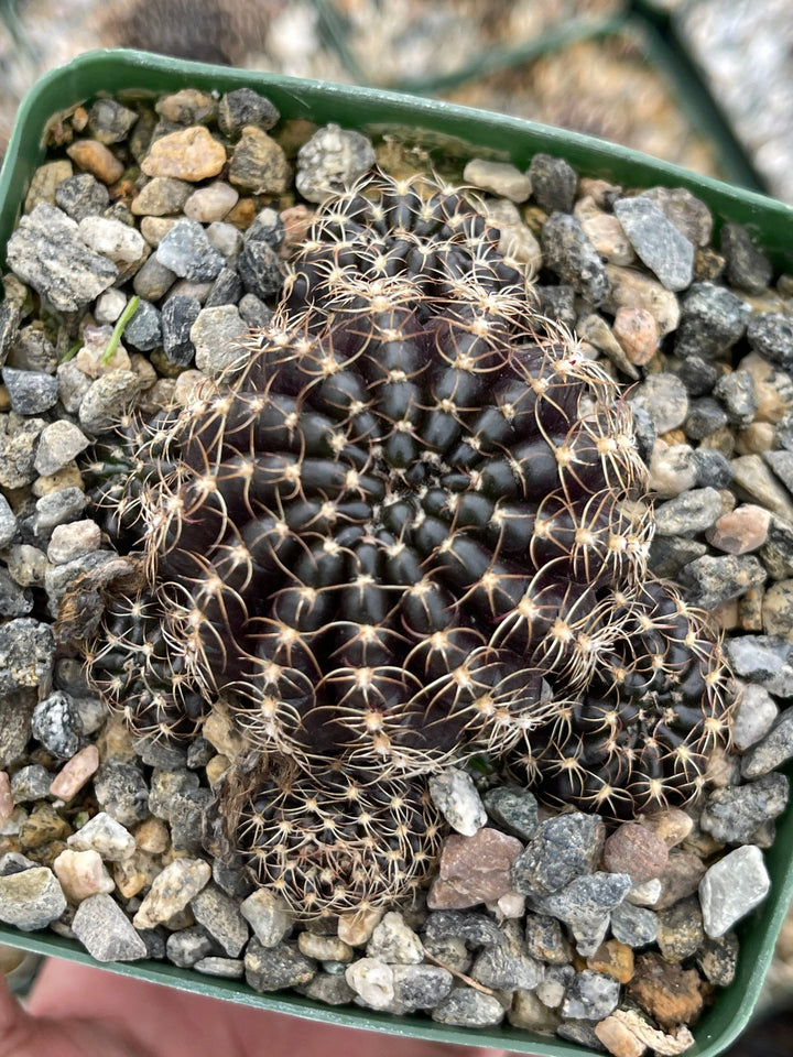 3.5”Lobivia Arachnacantha Cluters | Black Cactus | Live Cactus