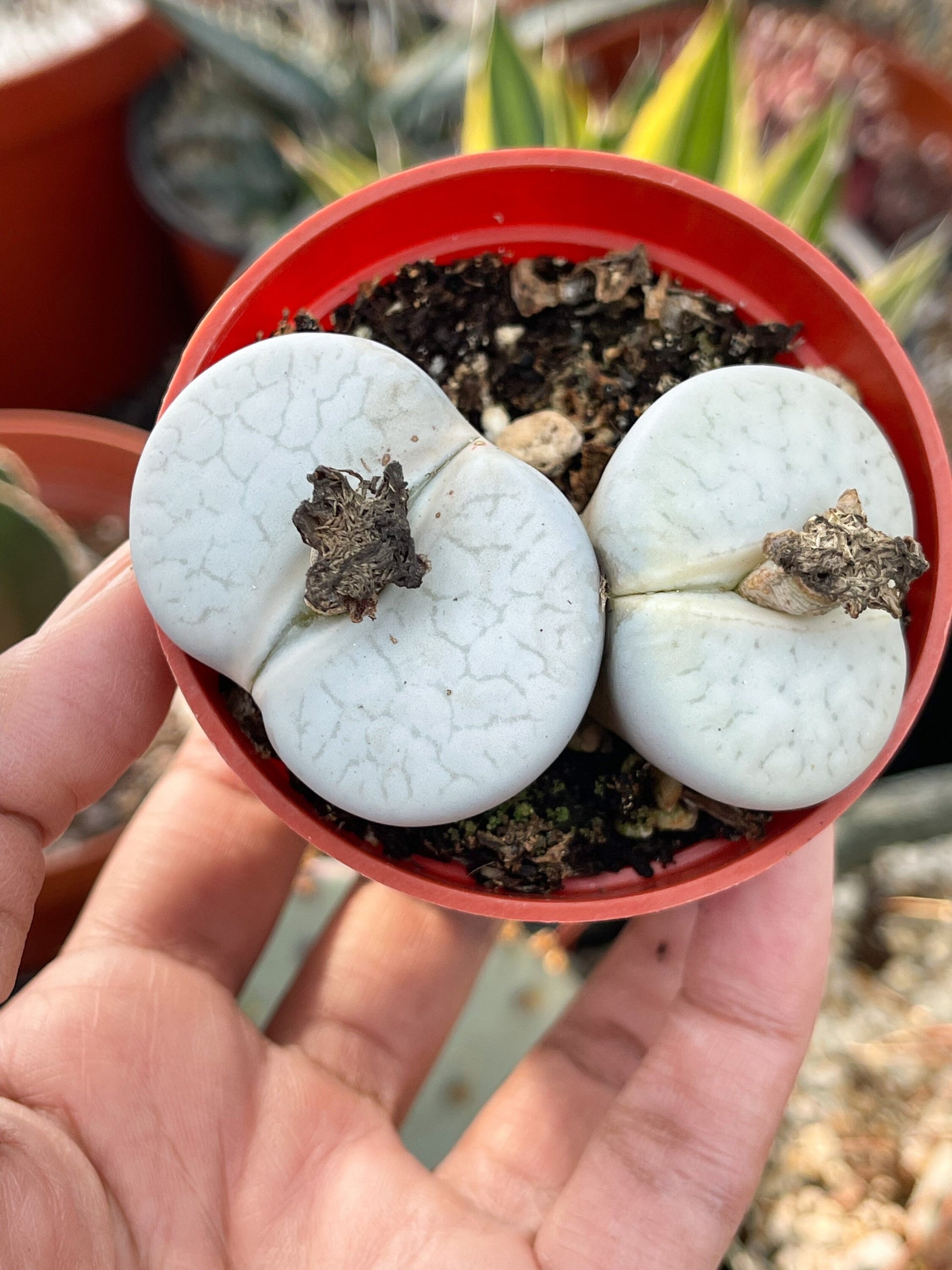 Lithops Pseudotruncatella | Lithops Living Stone succulent | Live Plant