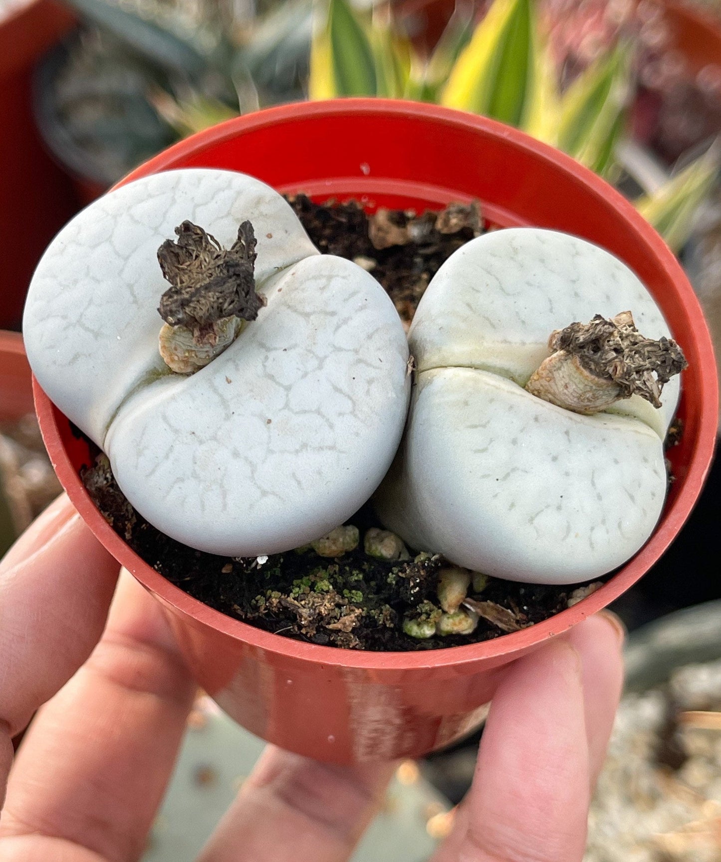 Lithops Pseudotruncatella | Lithops Living Stone succulent | Live Plant