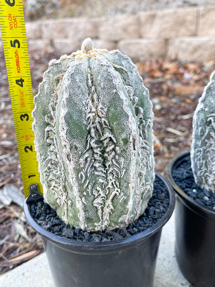 Astrophytum Myriostigma cv. Onzuka Fukuryu | Live Plant | Rare plant