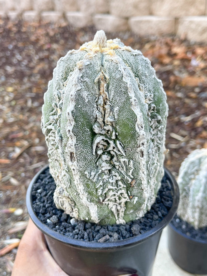 Astrophytum Myriostigma cv. Onzuka Fukuryu | Live Plant | Rare plant