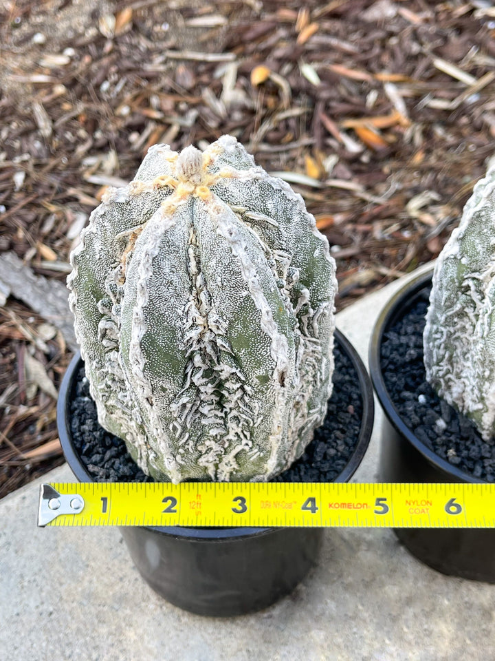 Astrophytum Myriostigma cv. Onzuka Fukuryu | Live Plant | Rare plant