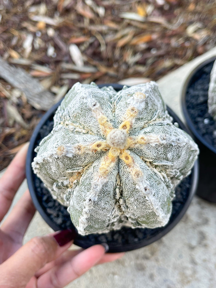 Astrophytum Myriostigma cv. Onzuka Fukuryu | Live Plant | Rare plant