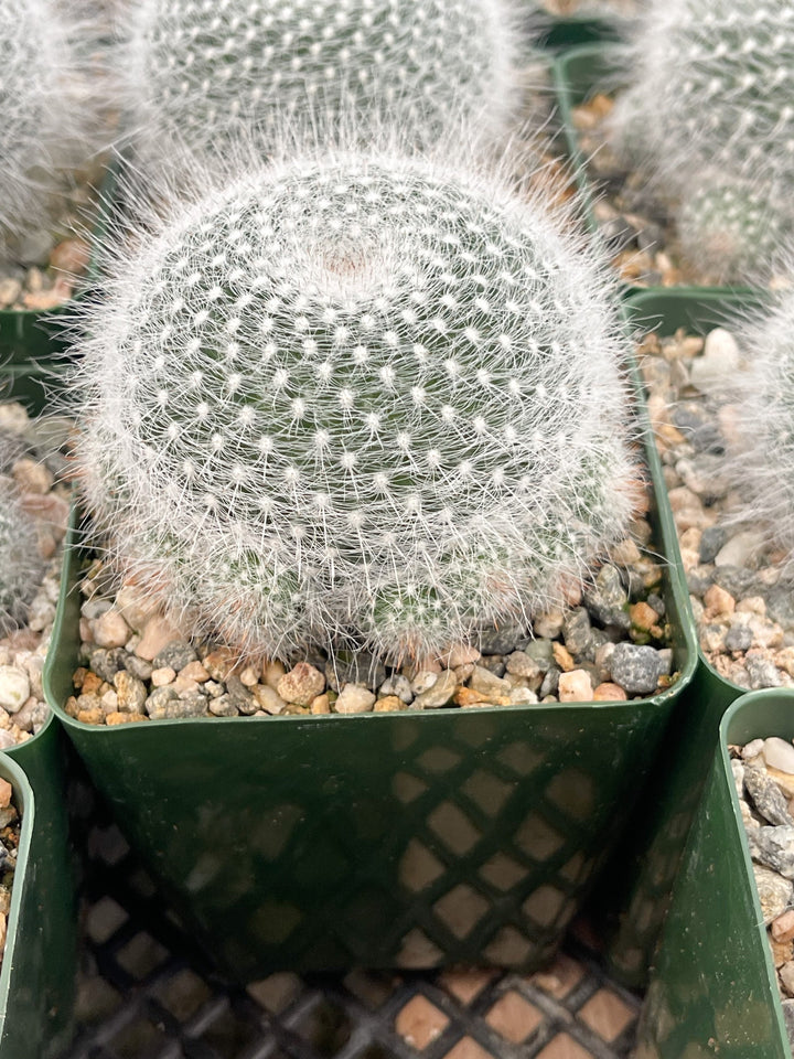 3.5” Mammilliaria Hahniana Cactus | Old Lady Cactus.