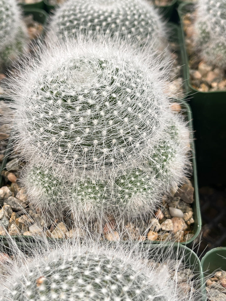 3.5” Mammilliaria Hahniana Cactus | Old Lady Cactus.