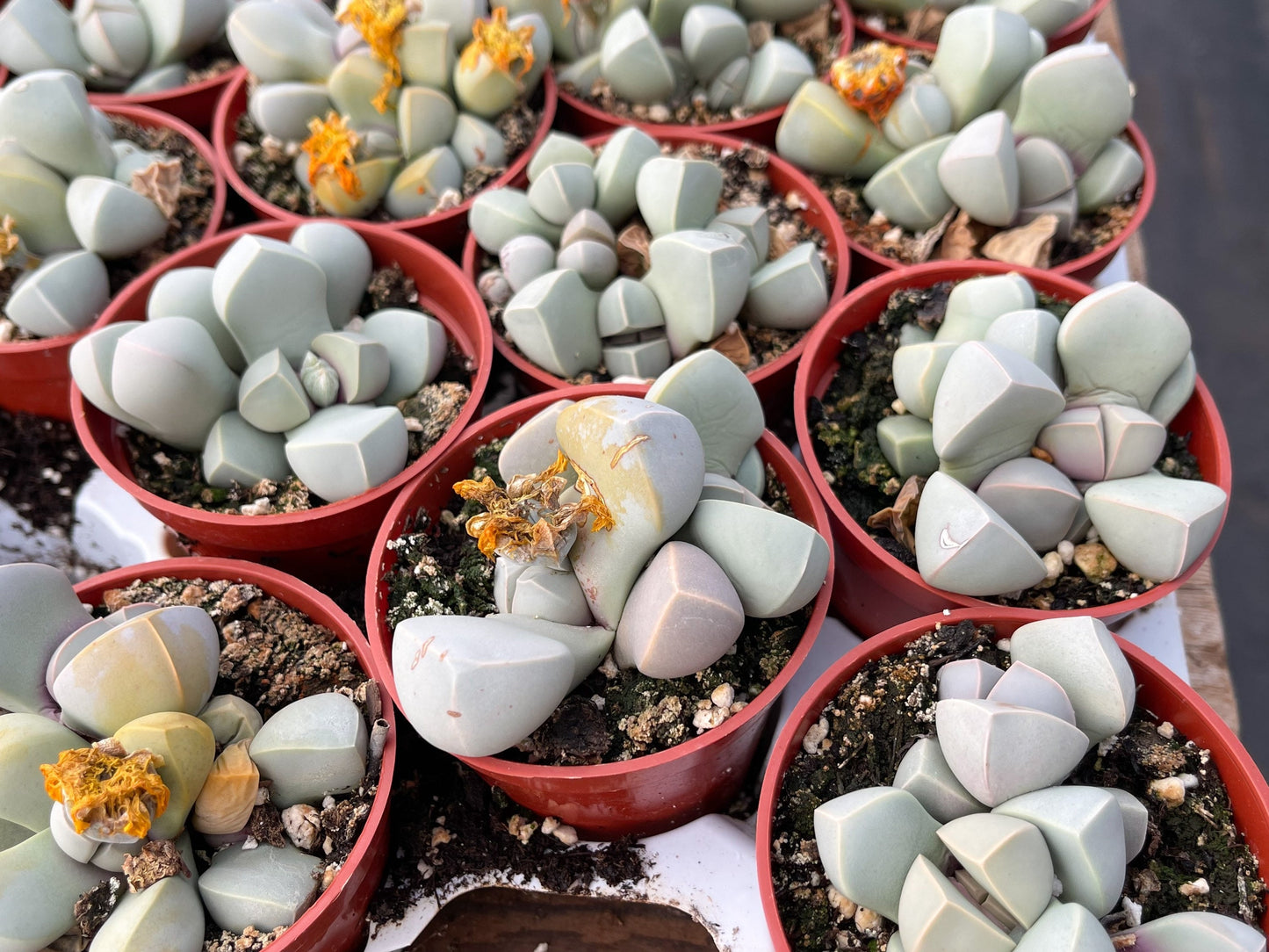 Lapidaria margaretae | Split Rock Succulent Plants | Live Karoo Rose | Rare Plant