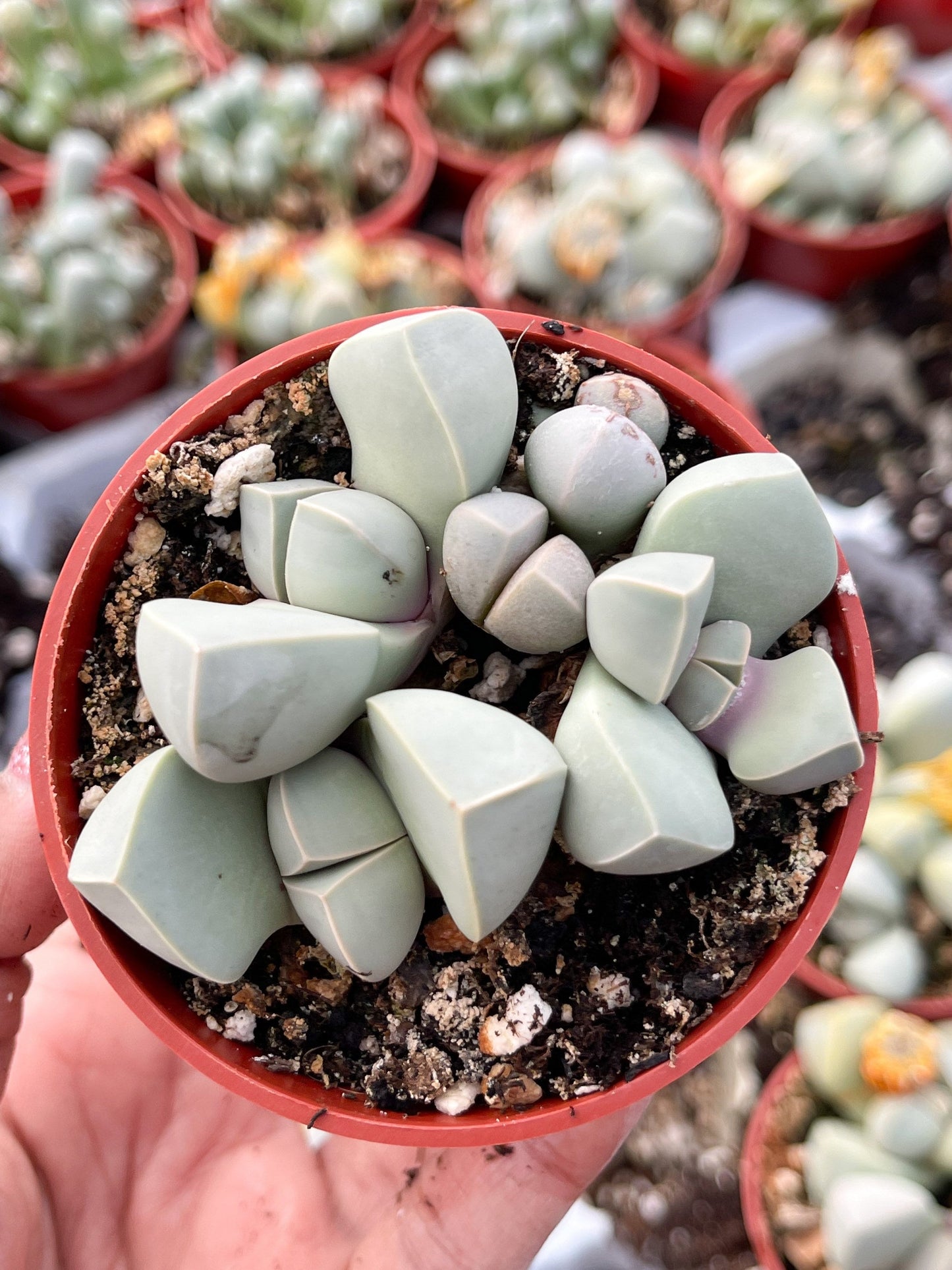 Lapidaria margaretae | Split Rock Succulent Plants | Live Karoo Rose | Rare Plant