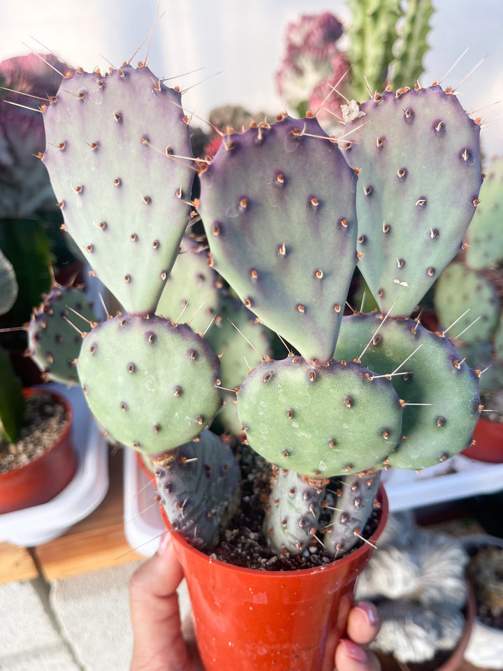 Opuntia “baby rita” | prickly pear cactus | Santa Rita Prickly Pear Cactus | Purple Cactus