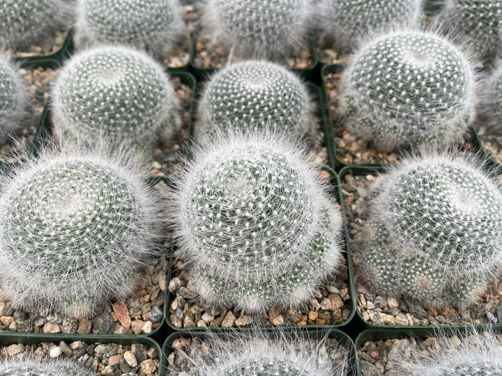 3.5” Mammilliaria Hahniana Cactus | Old Lady Cactus.