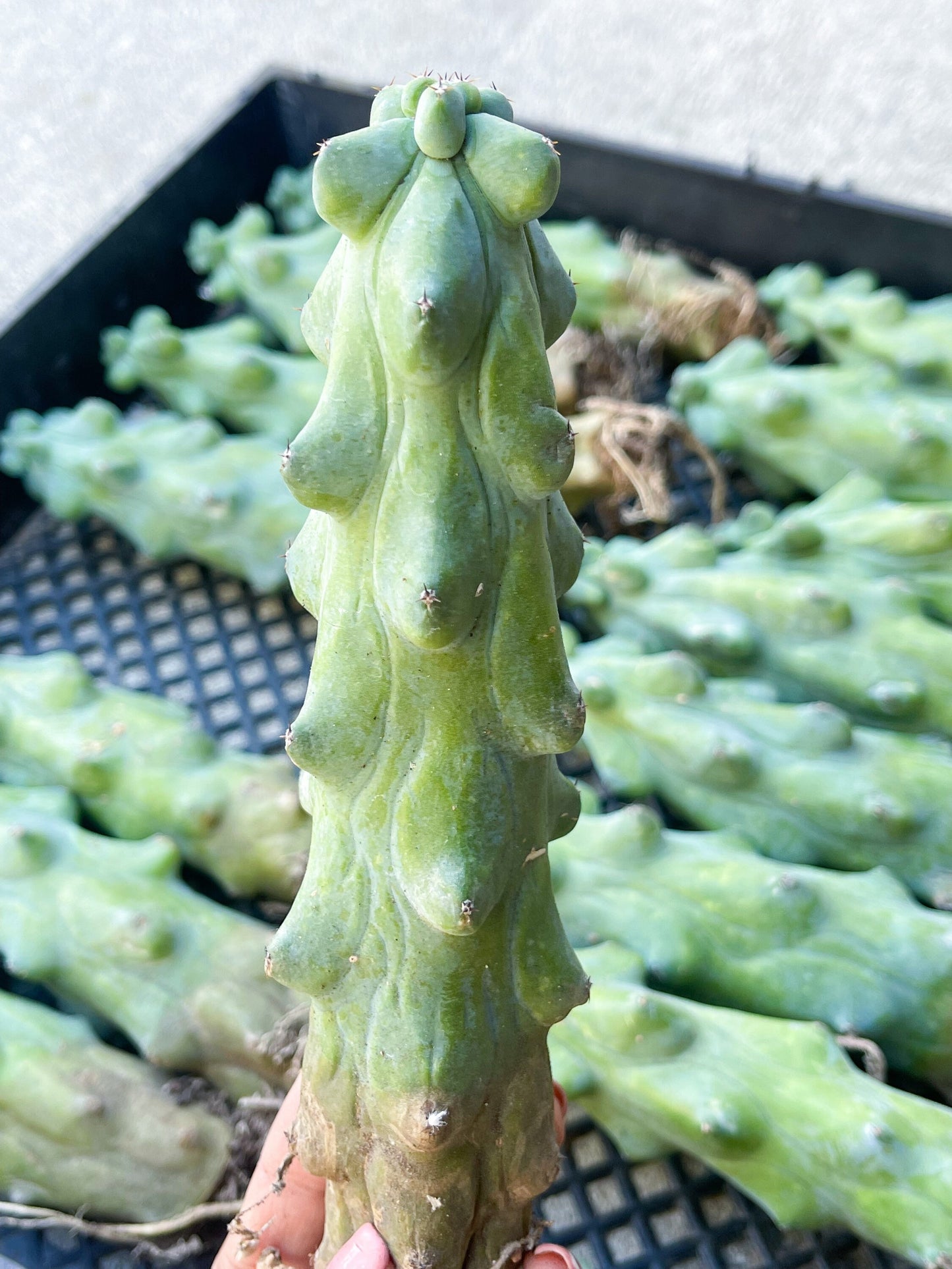 Boobie Cactus | Myrtillocactus Geometrizans Fukurokuryuzinboku | Rare Cactus