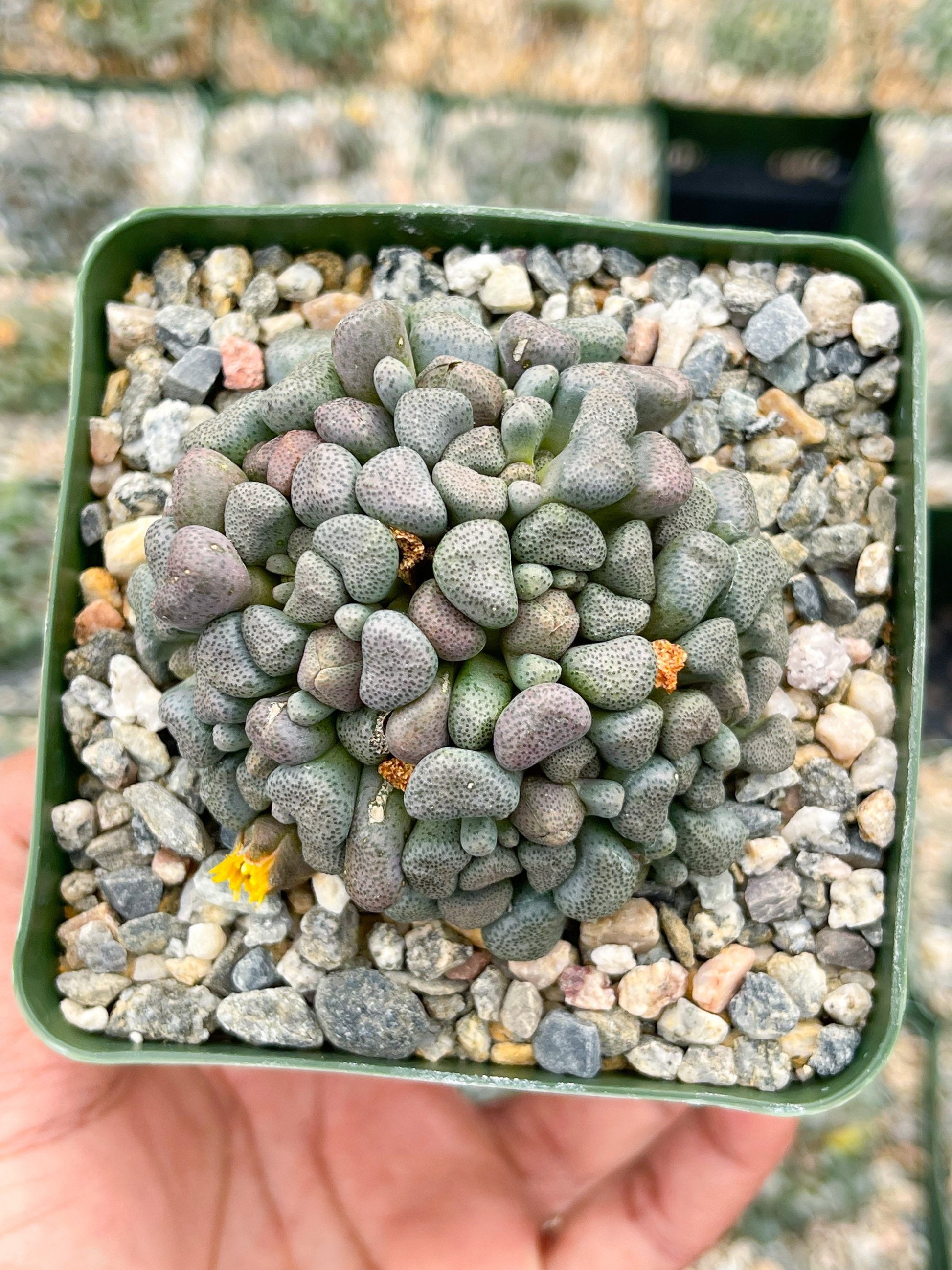 Aloinopsis schooneesii | Living Stone | Liveplants | Rare Plant