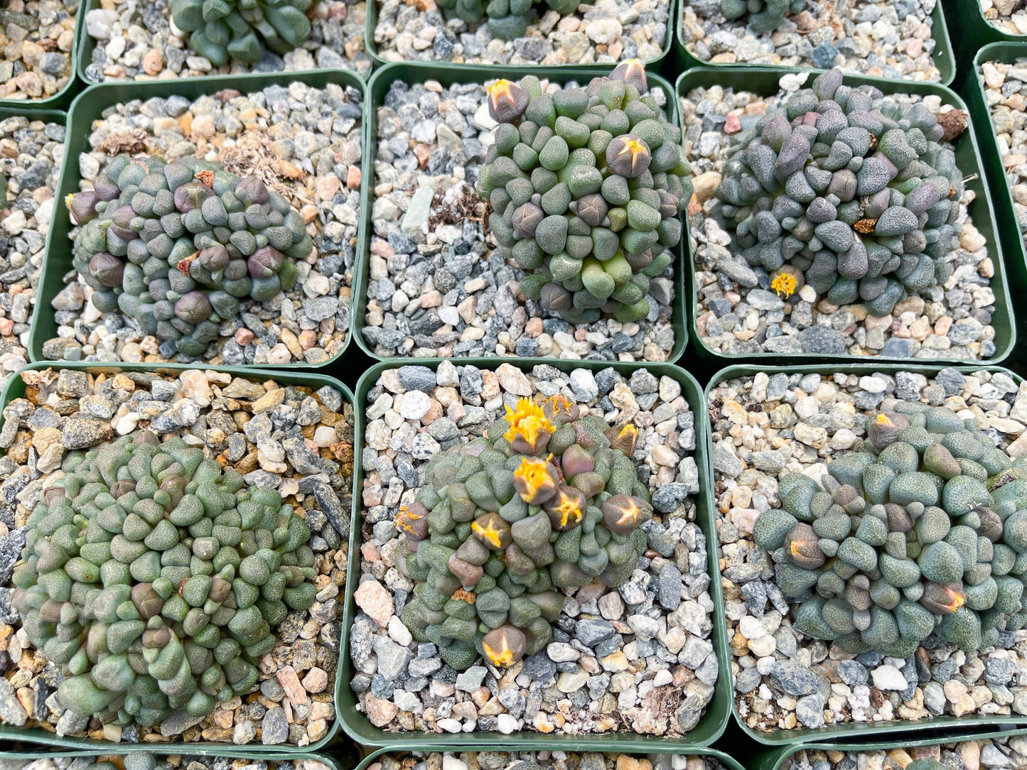 Aloinopsis schooneesii | Living Stone | Liveplants | Rare Plant