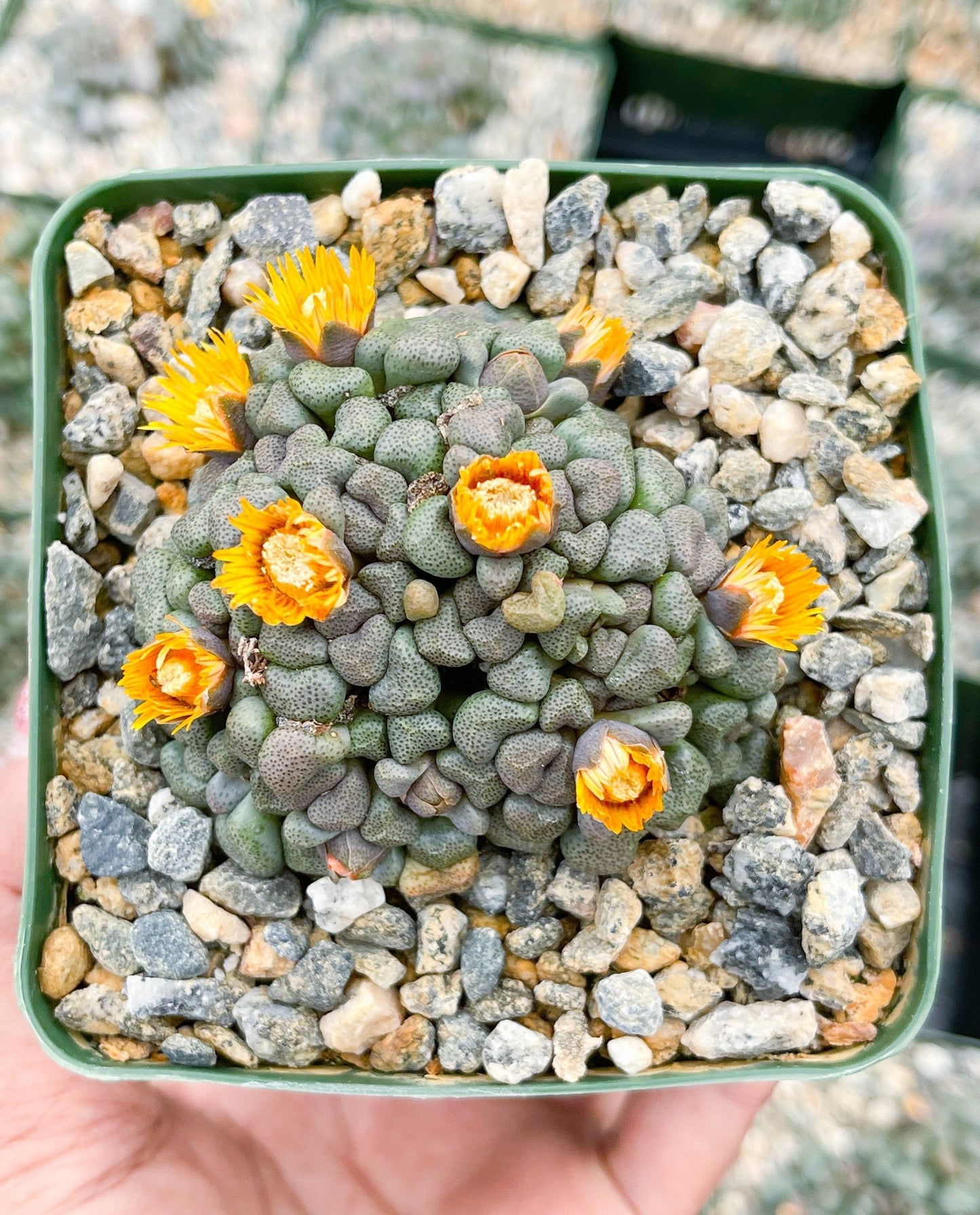 Aloinopsis schooneesii | Living Stone | Liveplants | Rare Plant