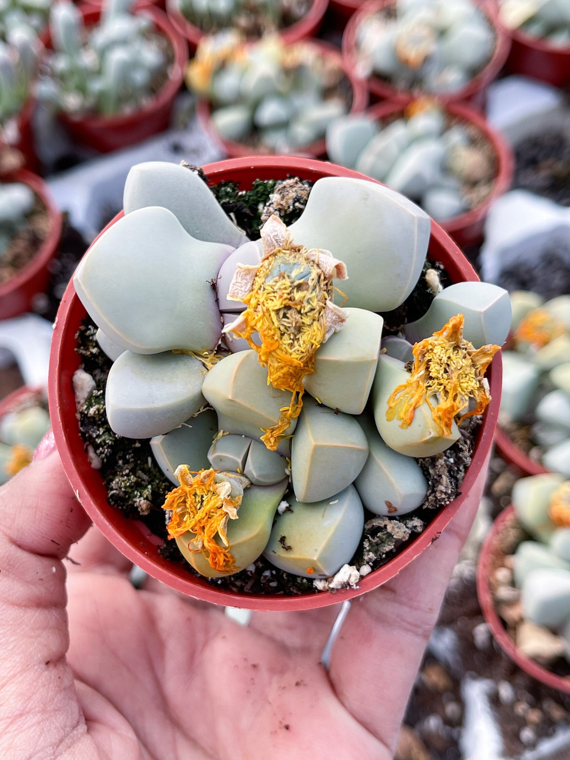 Lapidaria margaretae | Split Rock Succulent Plants | Live Karoo Rose | Rare Plant