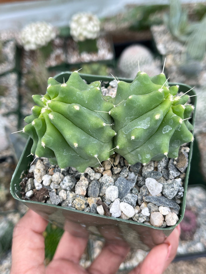 Ferocactus Glaucescens f. Inermis | Rare Cactus