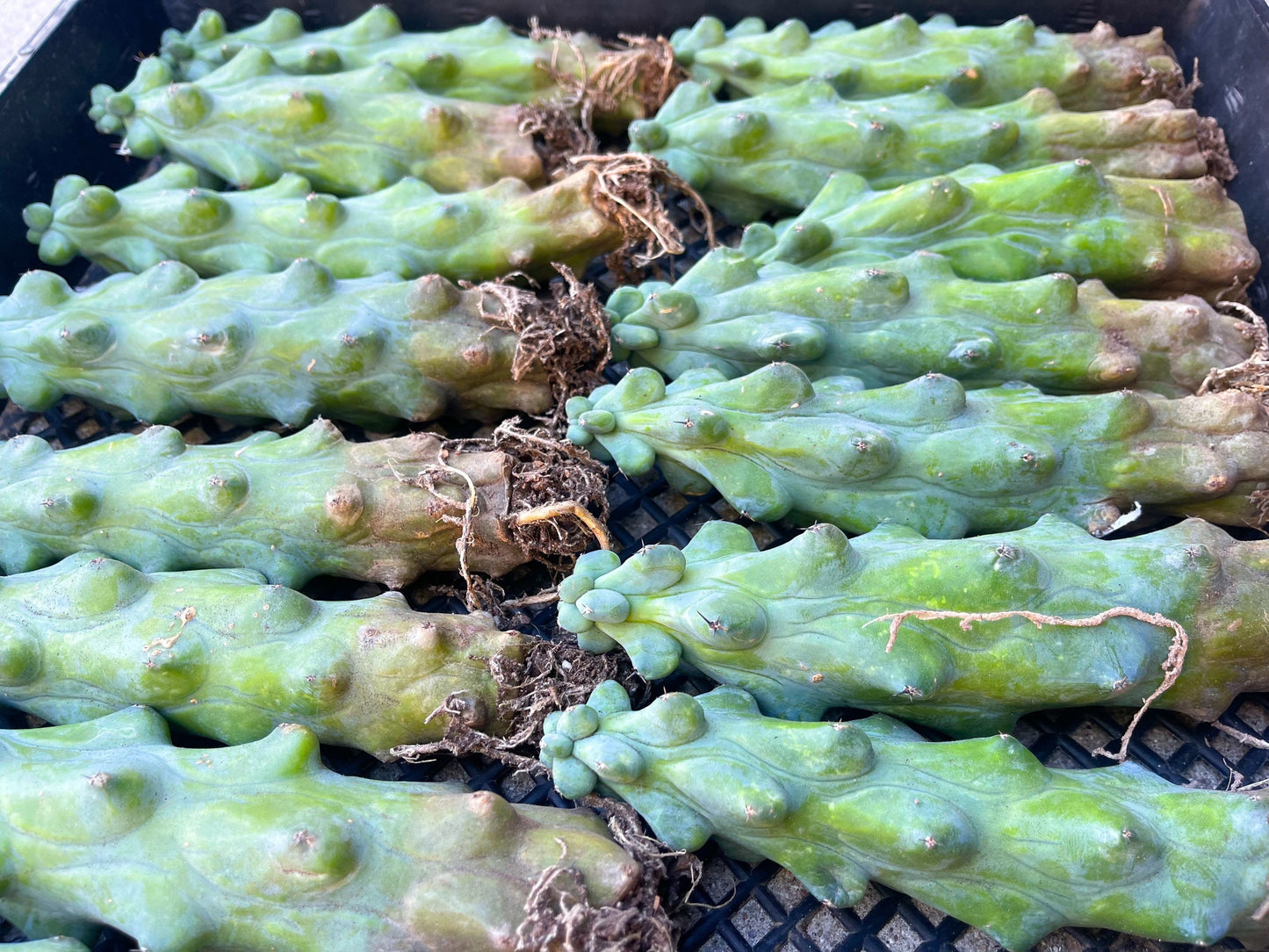 Boobie Cactus | Myrtillocactus Geometrizans Fukurokuryuzinboku | Rare Cactus