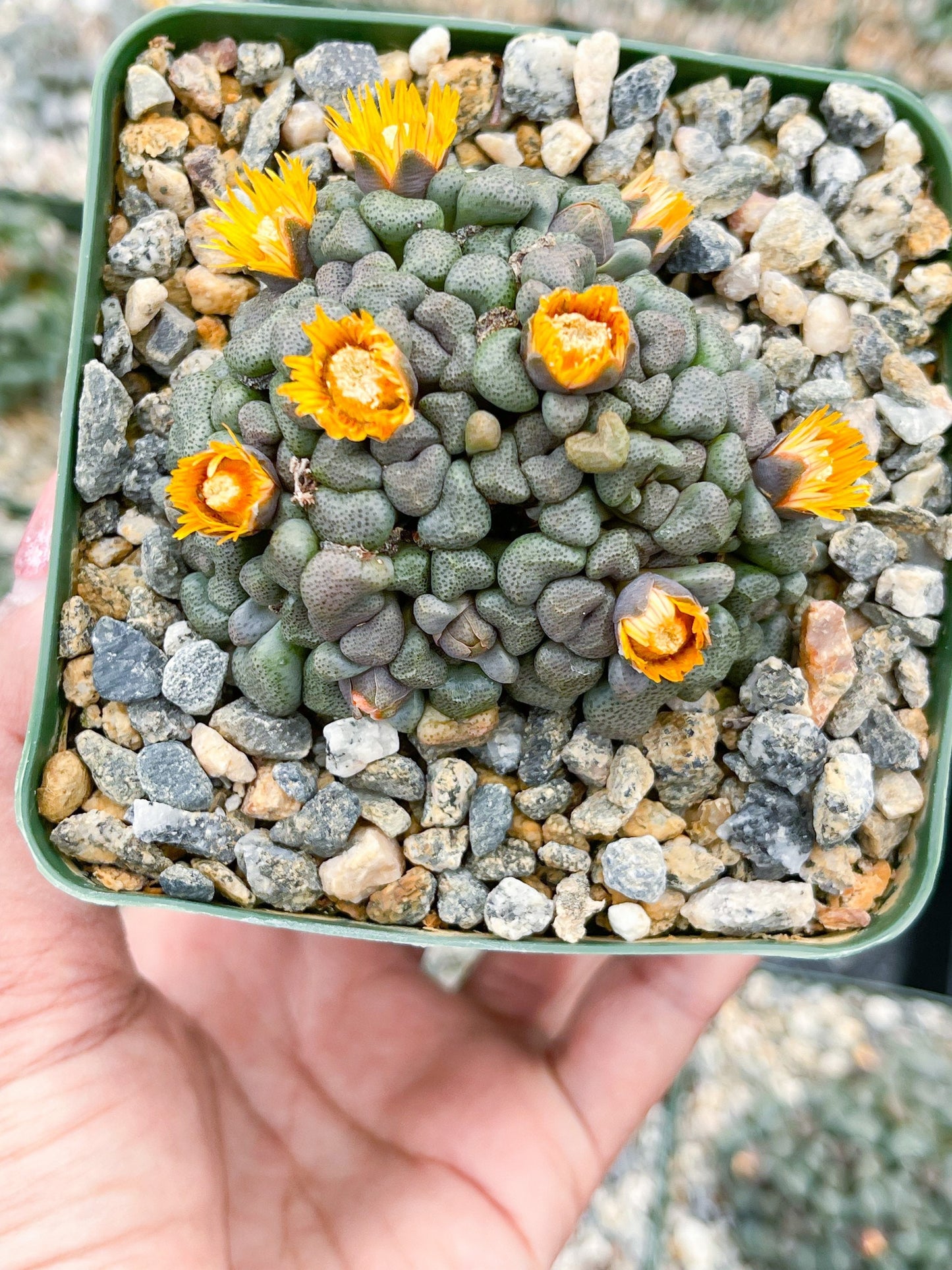 Aloinopsis schooneesii | Living Stone | Liveplants | Rare Plant