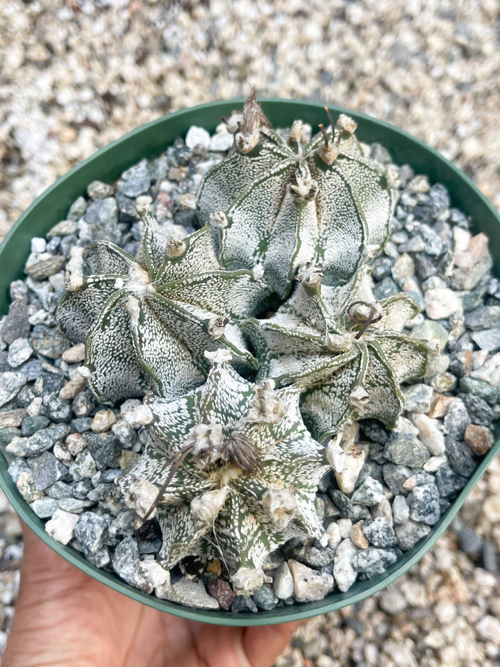 Astrophytum Capricorn | Live Cactus | Live Plant