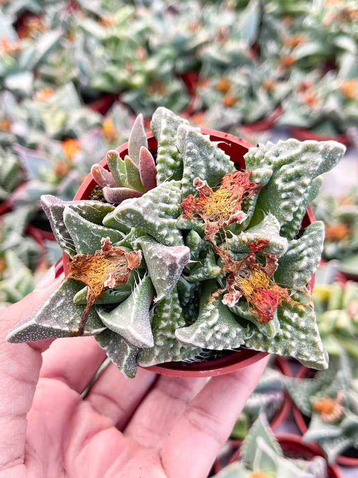 Faucaria Tuberculosa Clusters | Tiger Jaws | Shark’s Jaw | Succulent