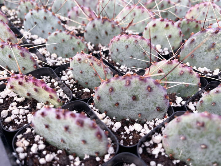 Opuntia “baby rita” | prickly pear cactus | Santa Rita Prickly Pear Cactus | Purple Cactus