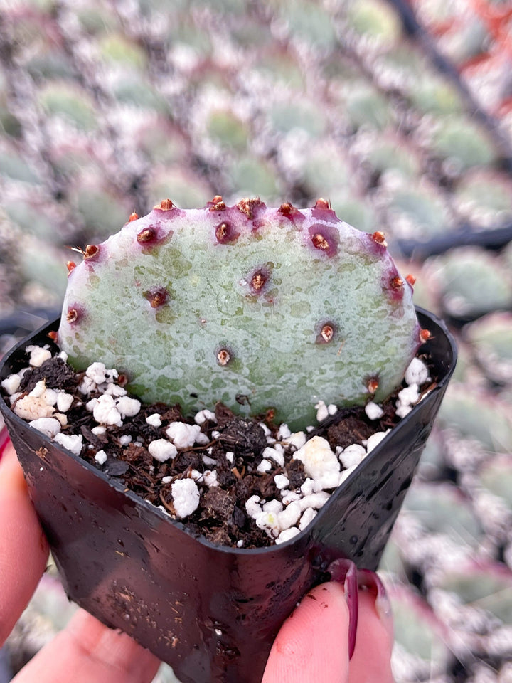 Opuntia “baby rita” | prickly pear cactus | Santa Rita Prickly Pear Cactus | Purple Cactus