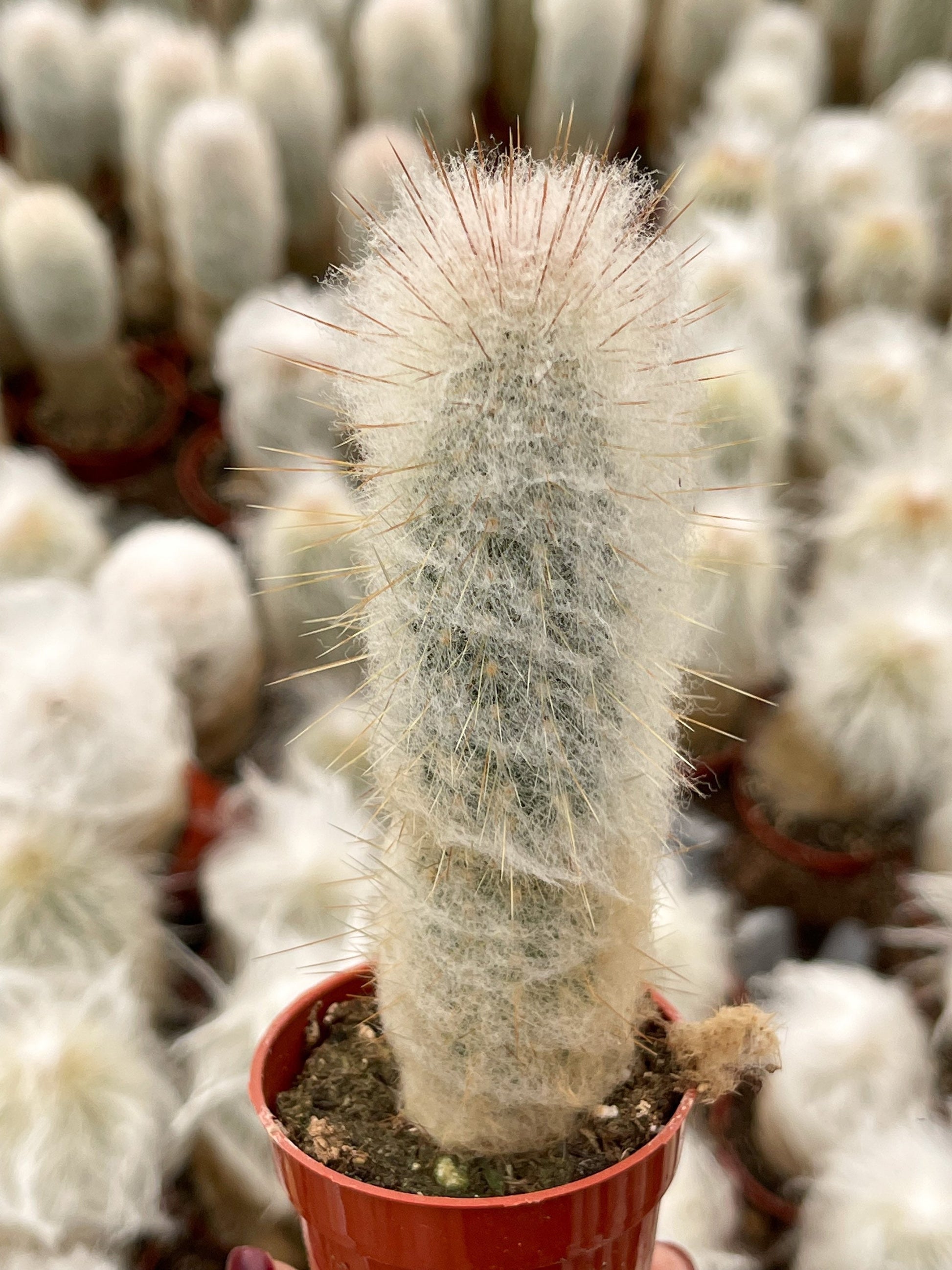 May include: A white, fuzzy cactus with long, thin spines in a red plastic pot. The cactus is surrounded by other cacti in the background.