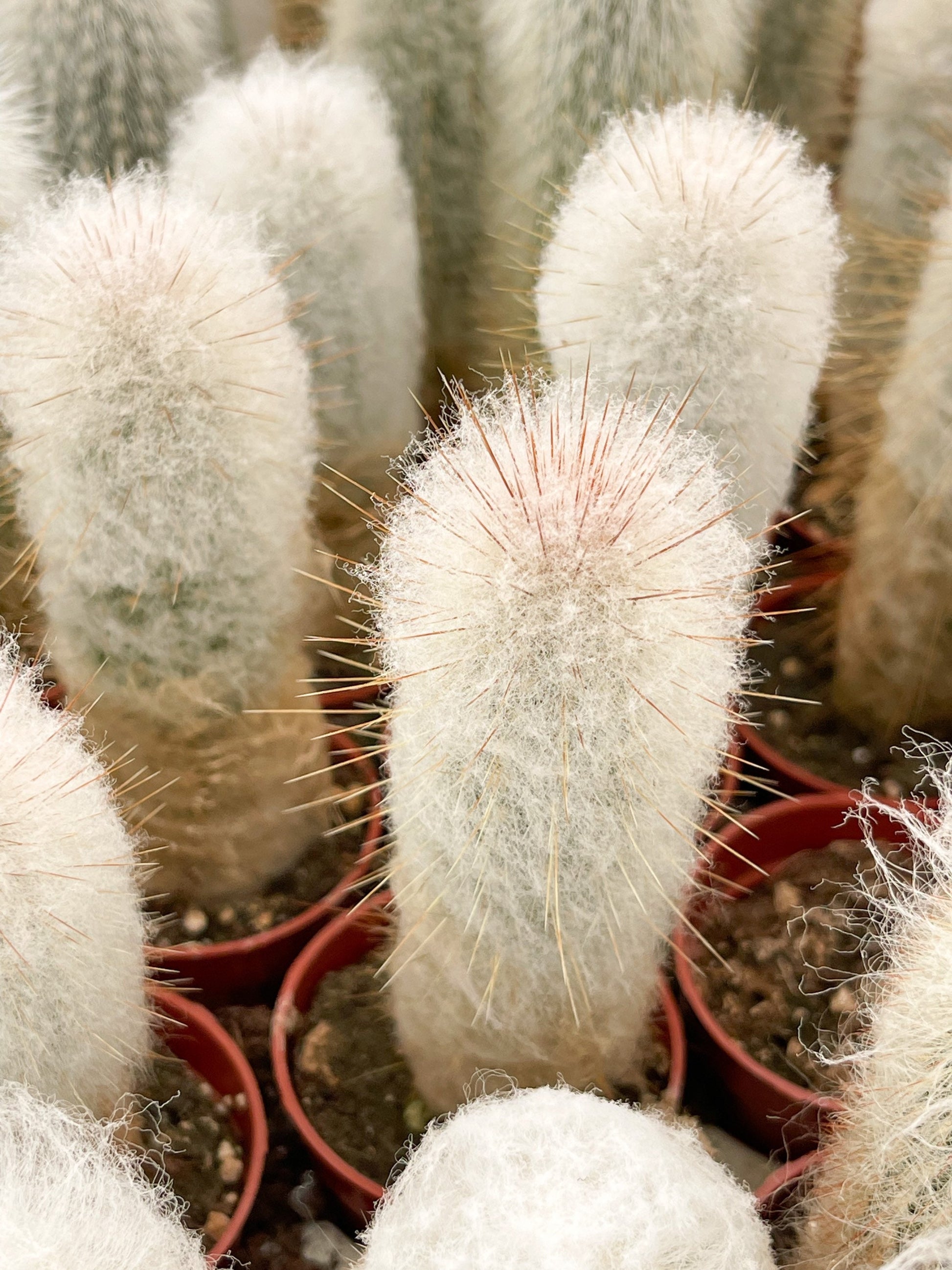 May include: Close-up of a group of white hairy cactus plants in brown pots. The cactus plants are all in focus and the background is blurred.