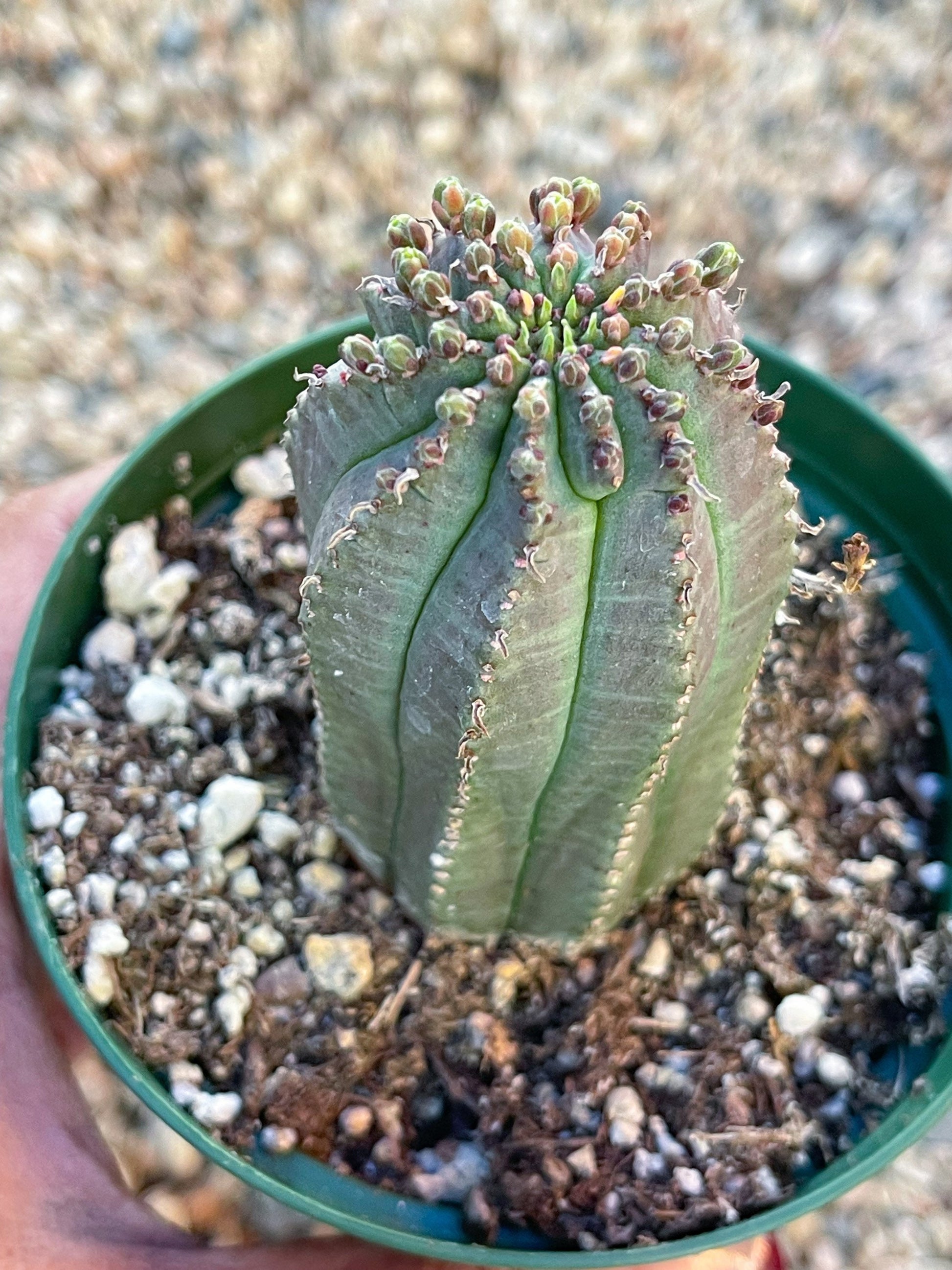 Euphorbia Infausta | Euphobia Cactus | Live Cactus