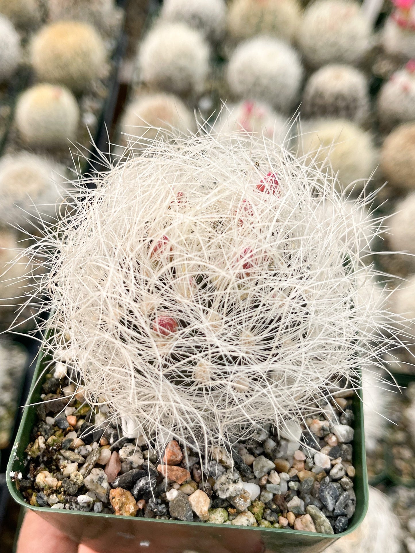 Neoporteria Nidus Senilis | Live Cactus