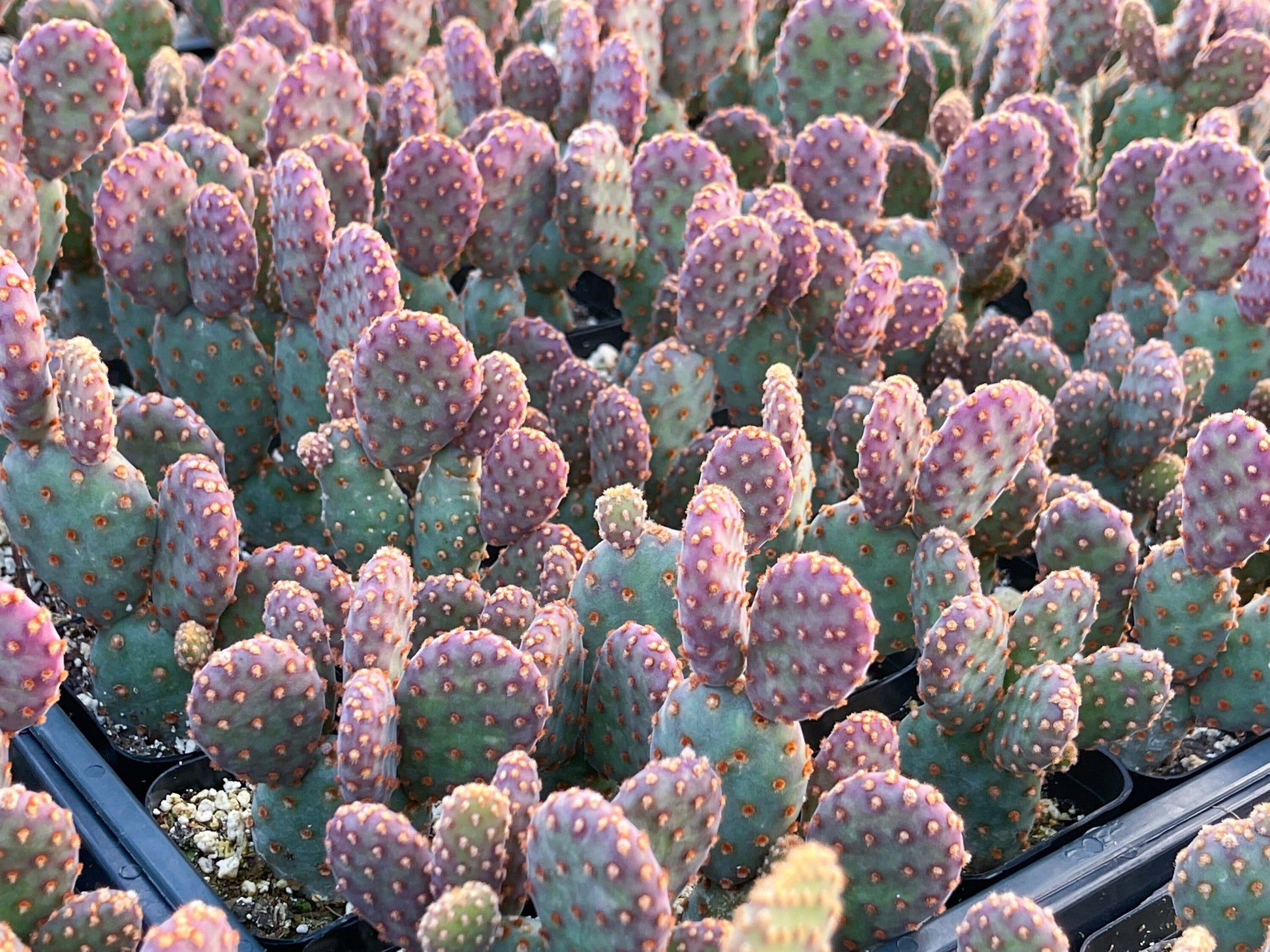 Opuntia Cactus | Purple Cactus | Live Plant