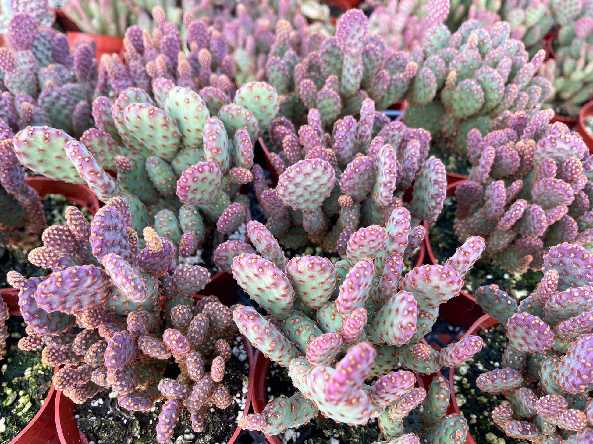 Opuntia Cactus | Purple Cactus | Live Plant