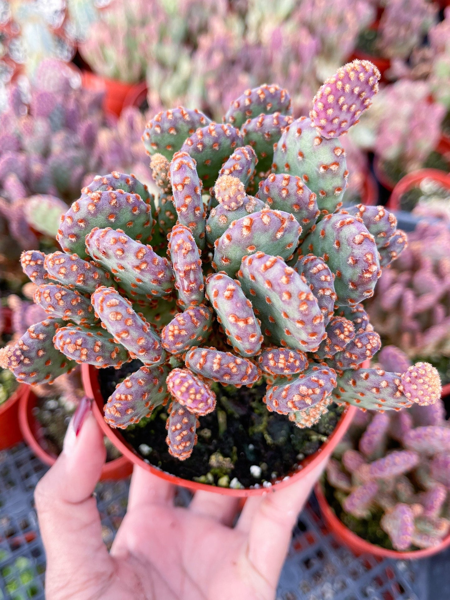 Opuntia Cactus | Purple Cactus | Live Plant