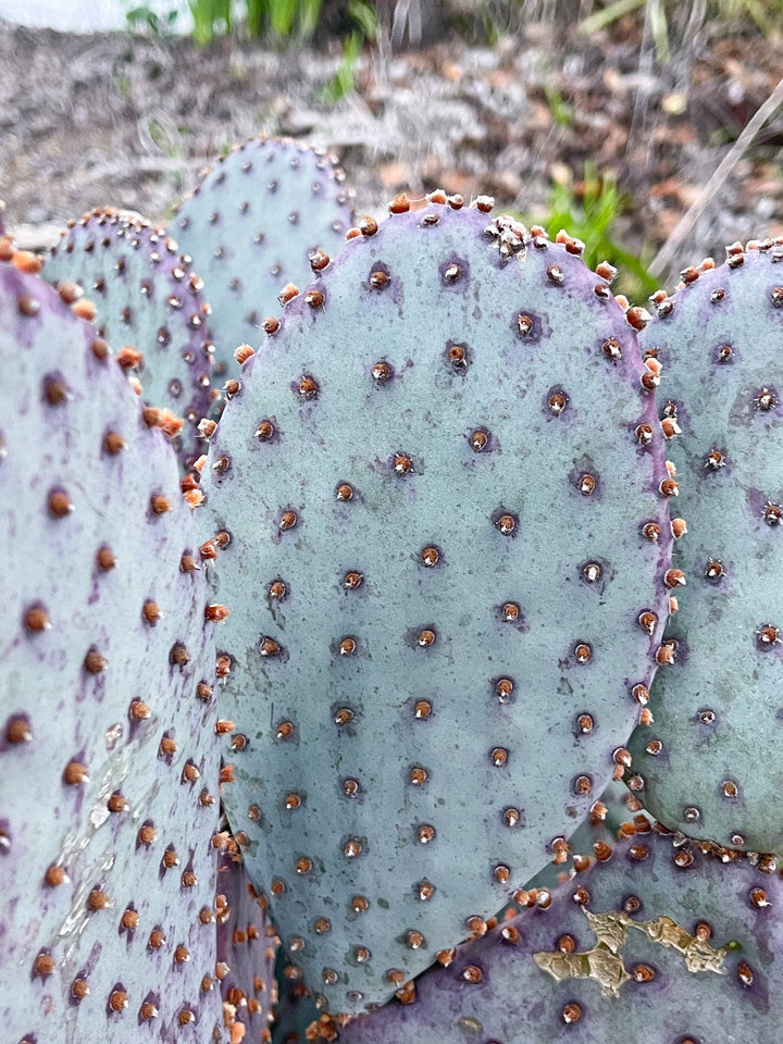 Opuntia “baby rita” | prickly pear cactus | Santa Rita Prickly Pear Cactus | Purple Cactus