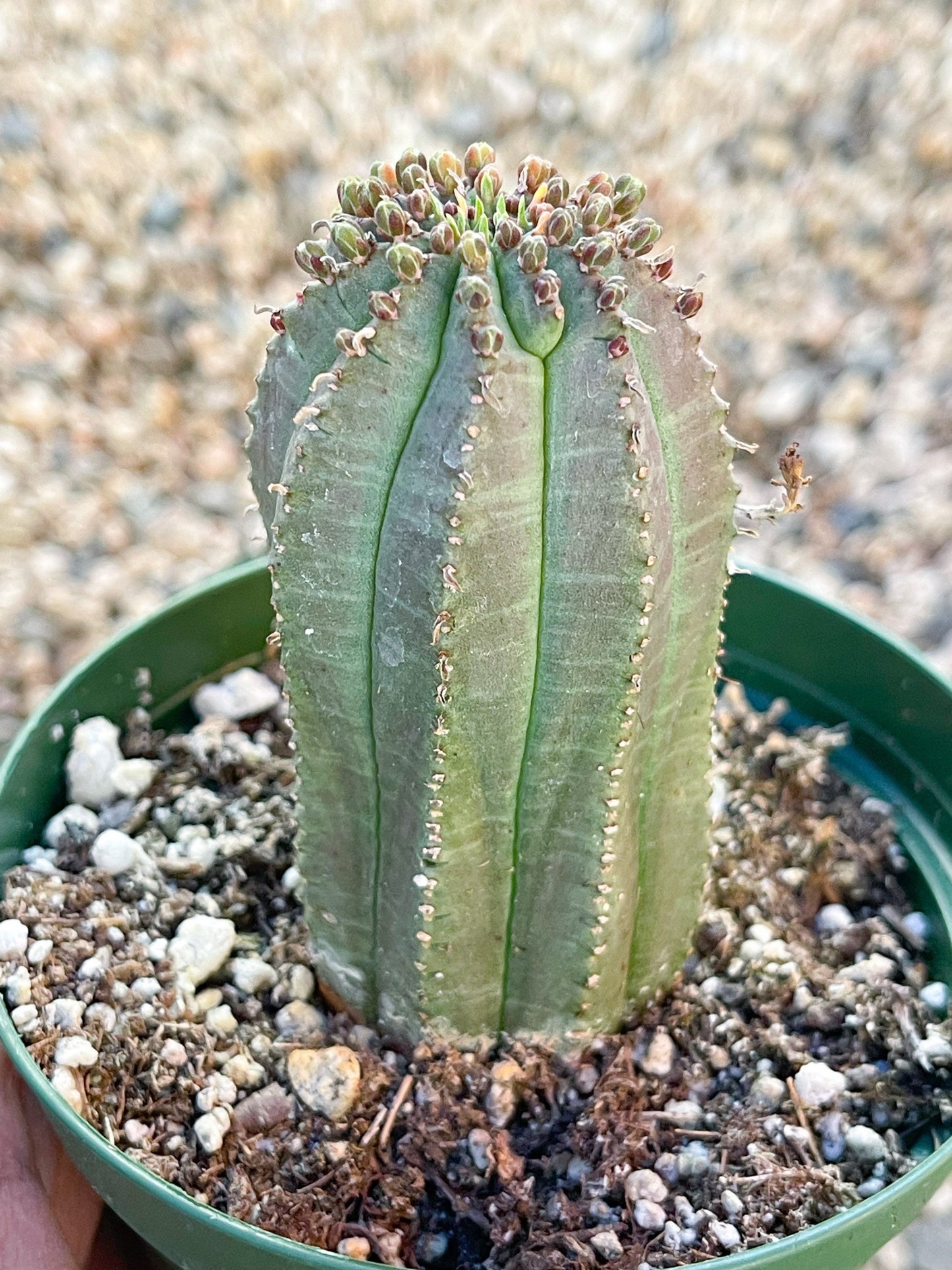 Euphorbia Infausta | Euphobia Cactus | Live Cactus