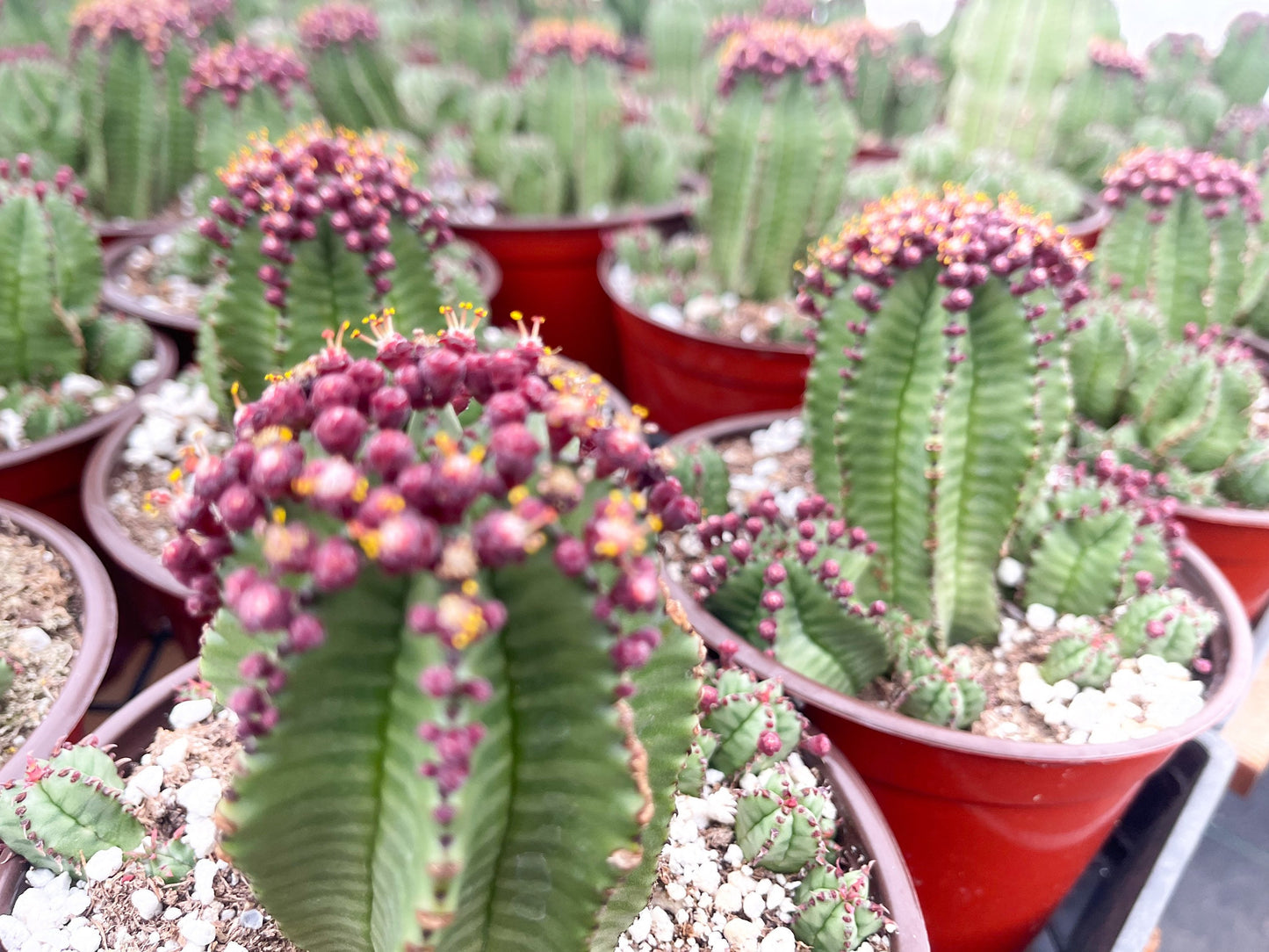 Tanzania Zipper Euphorbia Anoplia | Cactus with Pups | Rare Cactus